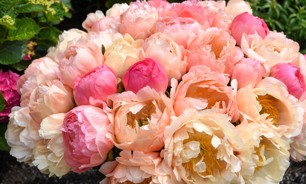 Fragrant Peony Coral Sunset - 1 or 3 Plants