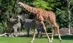 Seattle CityPASS Tickets - Save Up to 47% on Admission Deals