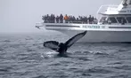 Whale Watching Adventure - Gloucester