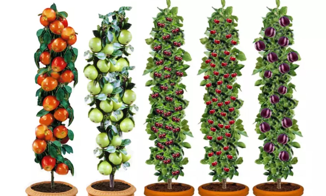 3x oder 5x Set Obstbäume