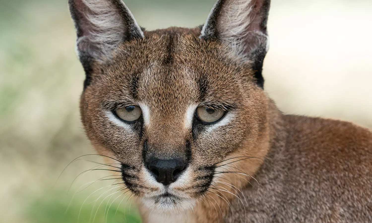 Entrées adulte et enfant au choix au Zoo Refuge La Tanière