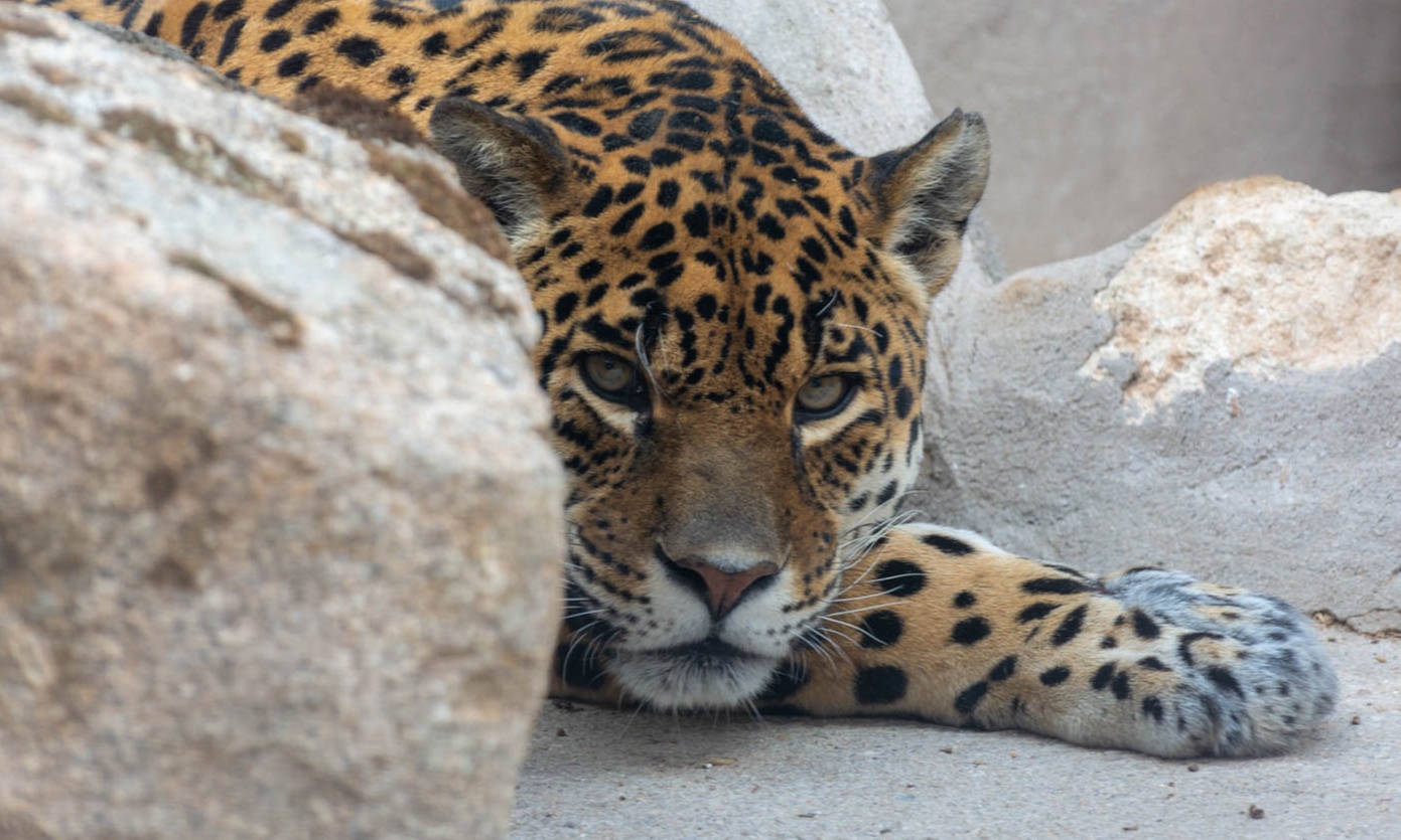 Entradas al zoo con una bolsa de comida
