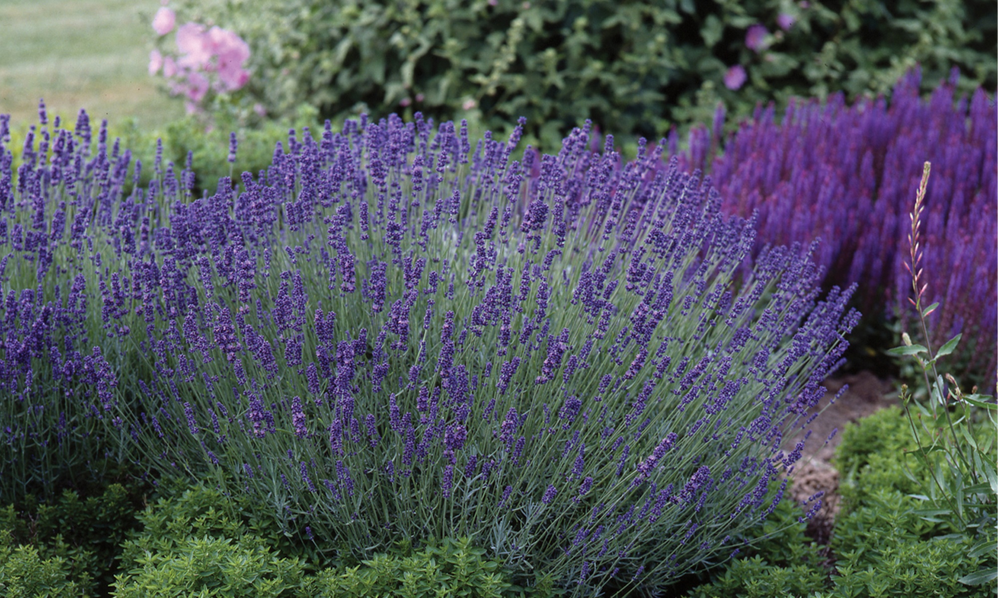 3 o 6 piante di Lavandula angustifolia blu