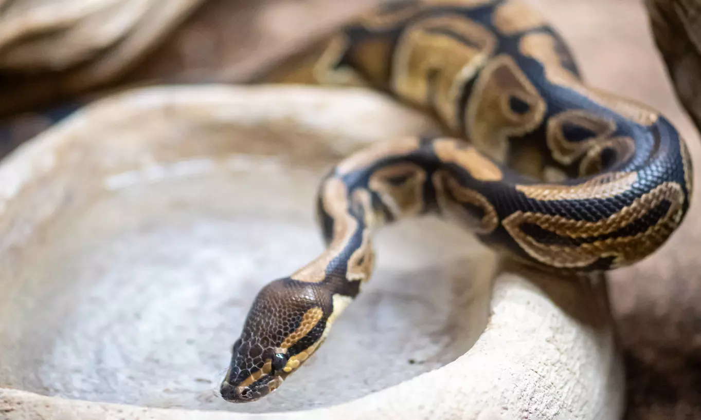 Entrée en famille à Touroparc Zoo : zoo et attractions
