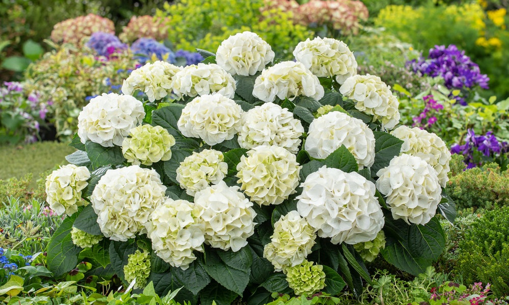 Lot de 3 ou 6 plants d'Hydrangea Macrophylla