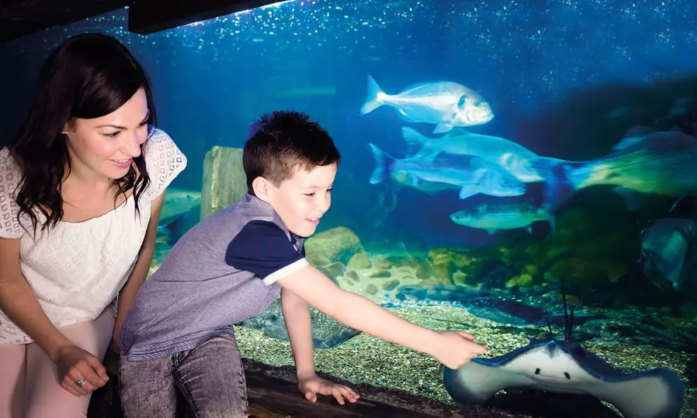 Ticket für 1 Kind oder 1 Erwachsenen für das „SEA LIFE München“