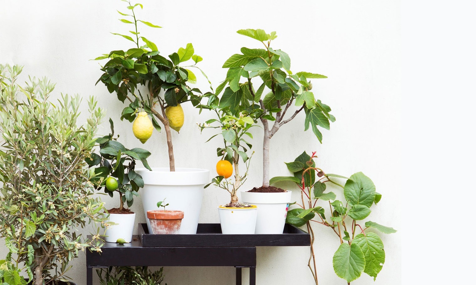 4er-Set mediterrane Obstbäume