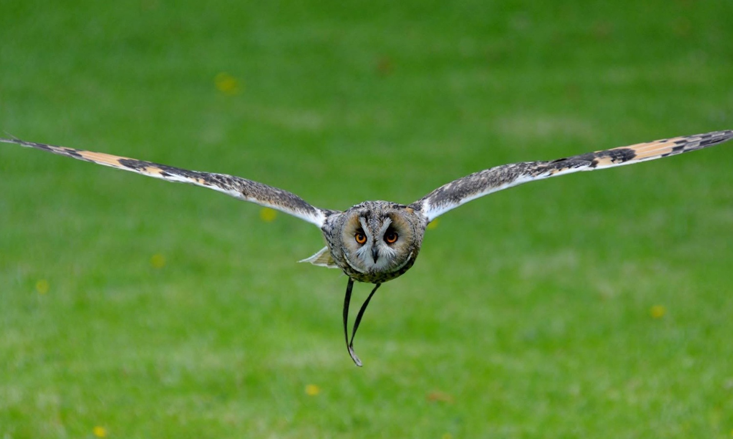 Get close to owls with a two-hour experience with Friends & Family