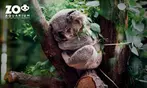Zoo Aquarium de Madrid: una entrada para adulto, infantil o sénior