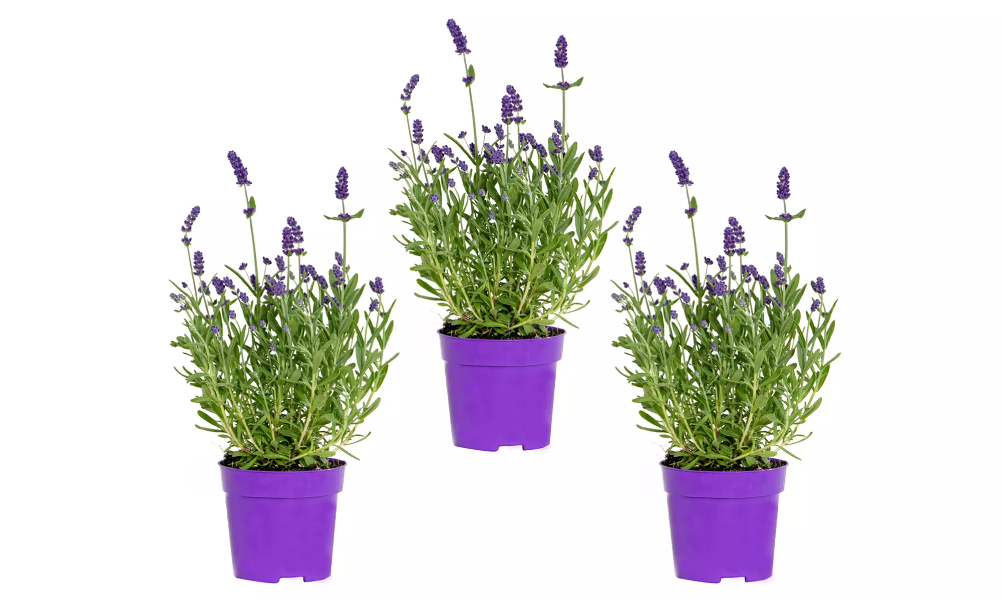 3er oder 6er set XL Lavendel Pflanzen