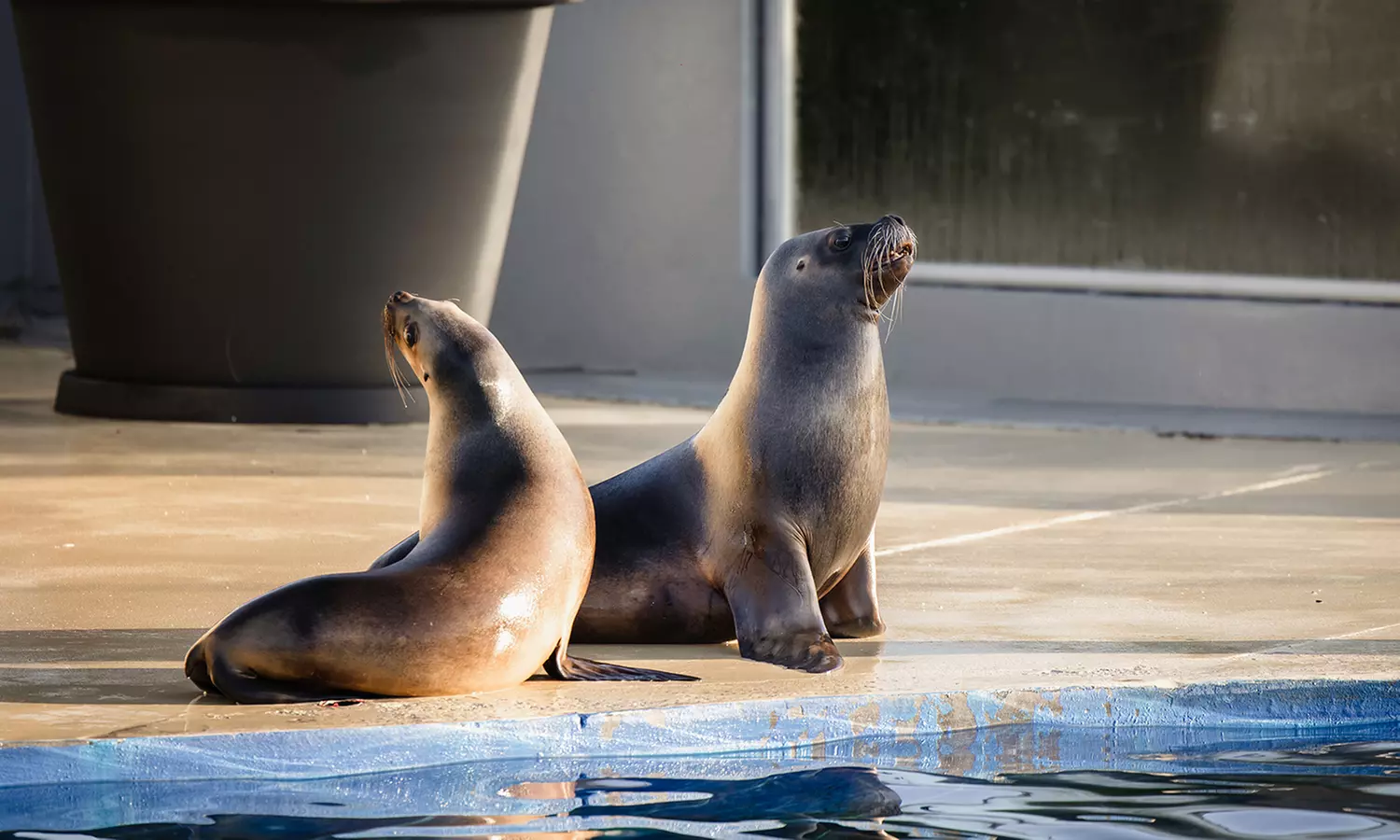 Entrées adulte et enfant au choix au Zoo Refuge La Tanière