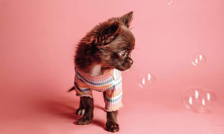 90 Min. Haustier Fotoshooting inkl. 2-5 Bildern + Geschenk