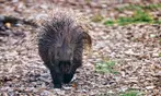 Entrées adulte et enfant au choix au Zoo Refuge La Tanière