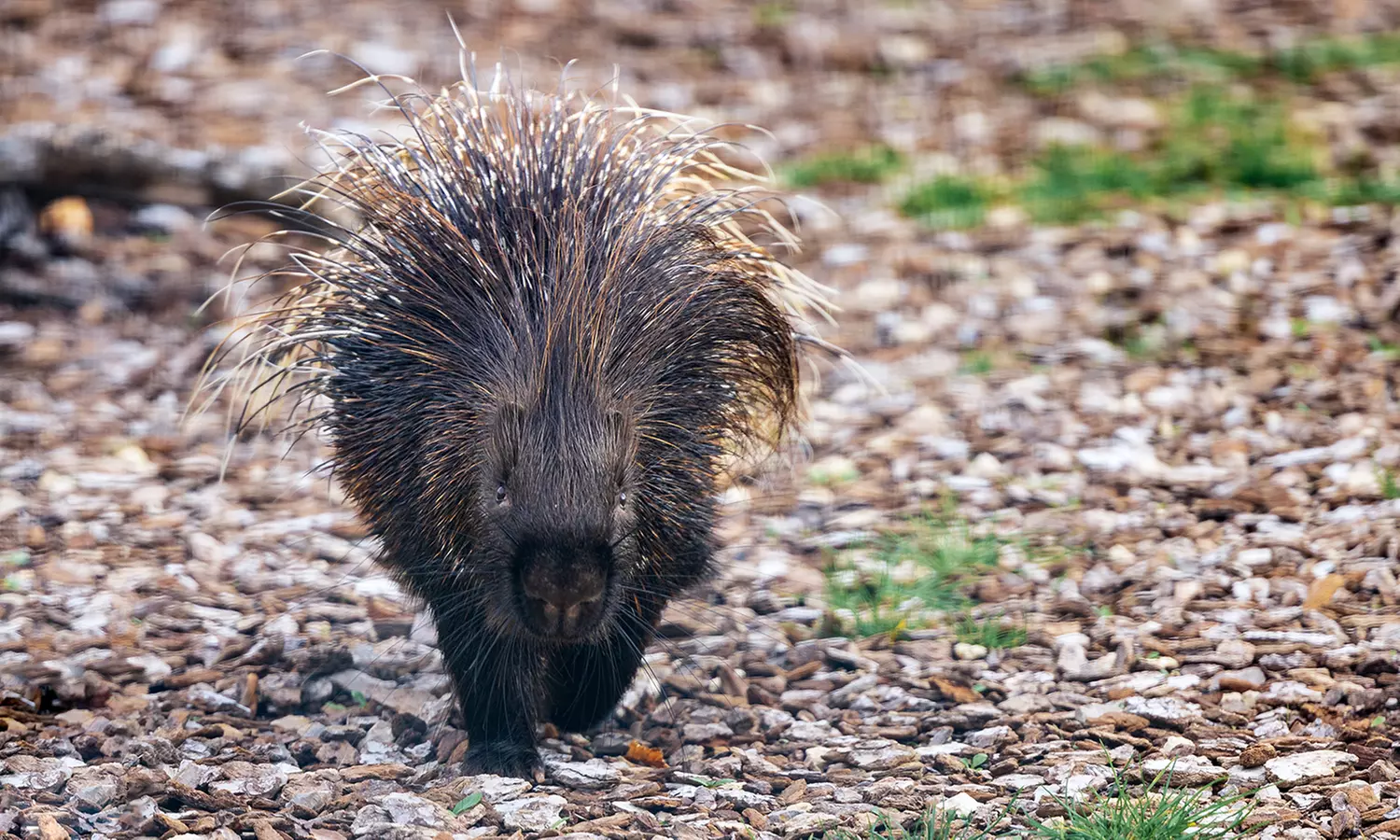 Entrées adulte et enfant au choix au Zoo Refuge La Tanière