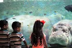 CityPASS- Save up to 40% on Admission to Top San Antonio Attractions