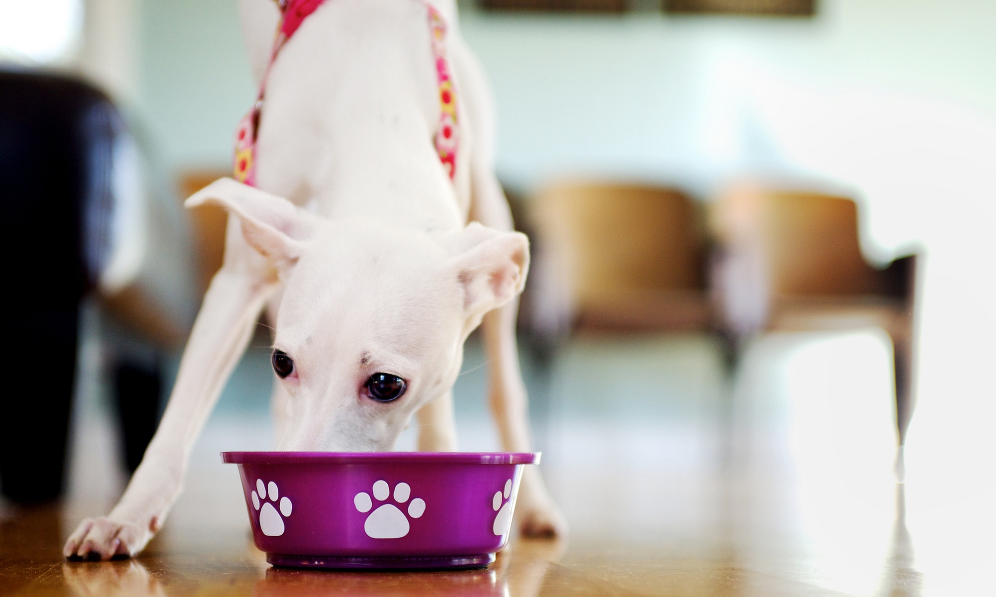 Dog Food 101: Build A Better Bowl – Single Or Group Admission For Pet Parents At Farm N' Sea Pets(Up to 50% Off)