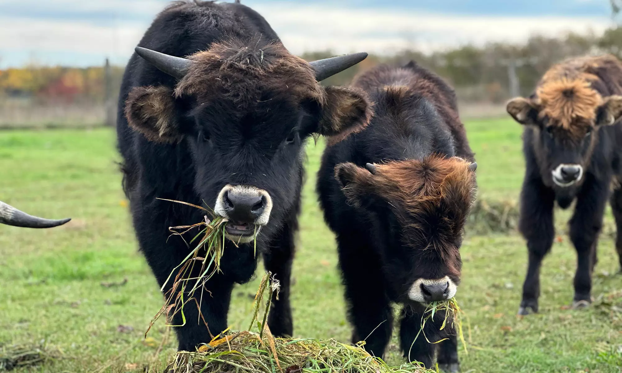 Bis zu 18% Rabatt auf den Zoo – Tierpark/Safaripark bei Wildpark Johannismühle