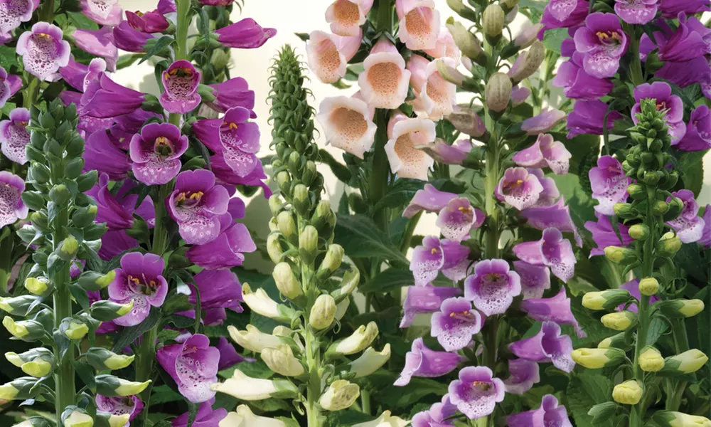 12 or 24 Foxglove Dalmatian Mix Plants