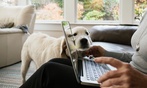 Online Courses for Animal and Senior Pet Care Enthusiasts