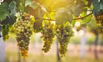 Splash Wines: Chardonnay Wine Collection - 6, 12, or 15 Bottles of Premium White Wine