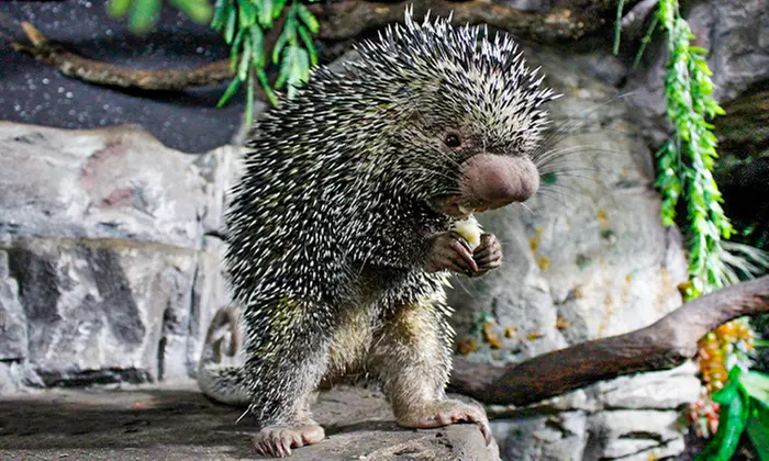 ¡Conoce el mundo animal! Entrada infantil, general o sénior a elegir para Faunia Madrid, ahorra hasta un 49%