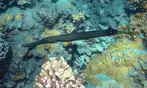 Up to 21% Off Olowalu Beach Kayak and Snorkel Turtle Reef Tour