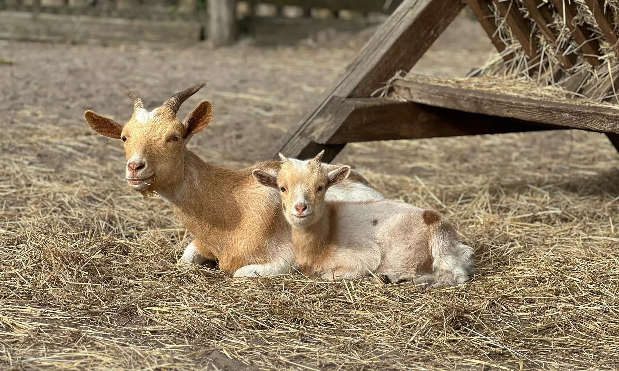 Bis zu 18% Rabatt auf den Zoo – Tierpark/Safaripark bei Wildpark Johannismühle