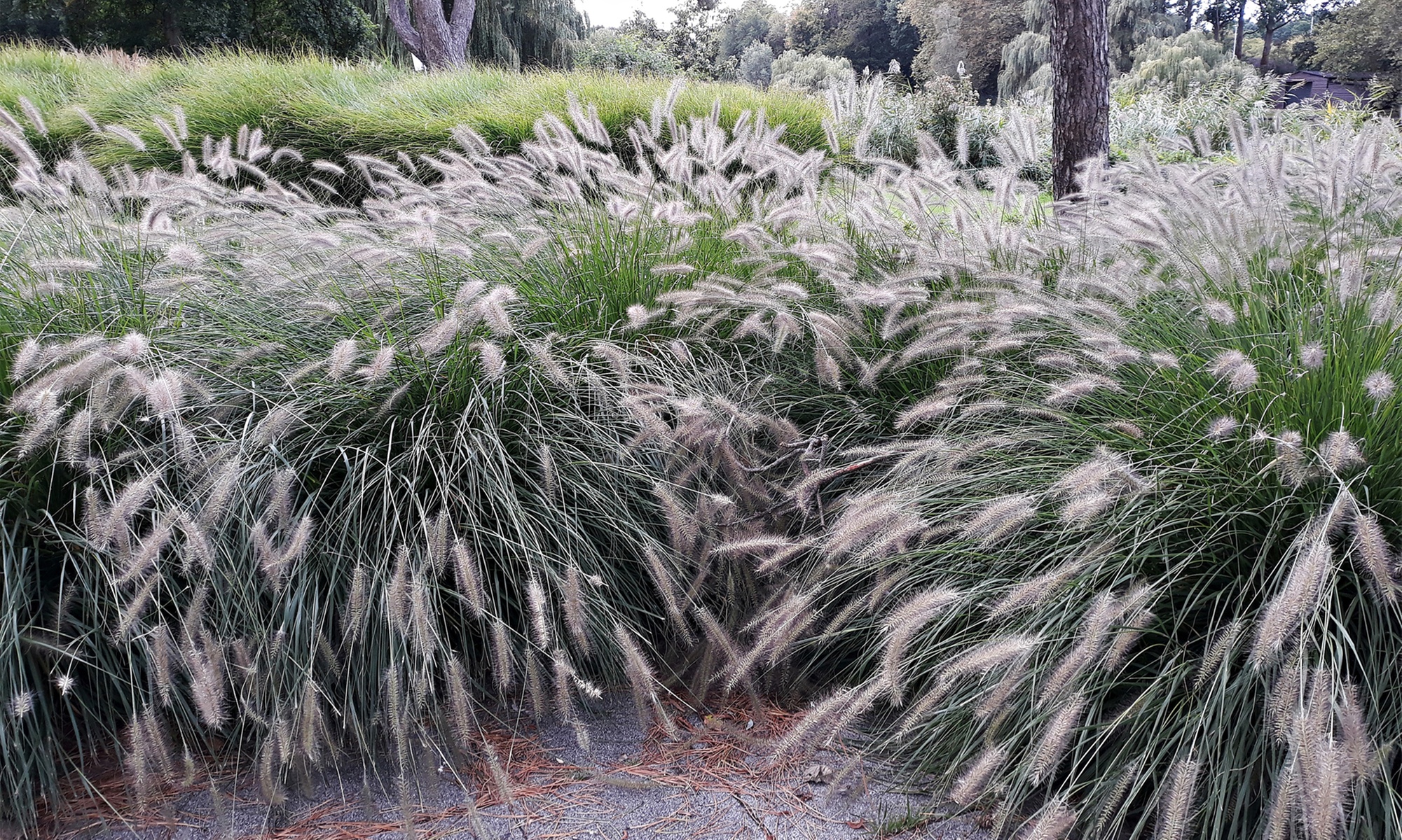 4x oder 8x Lampenputzergras