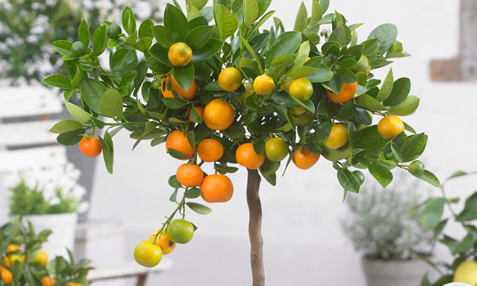 1 ou 2 plantes de Citrus Calamondin, citronnier ou Kumquat