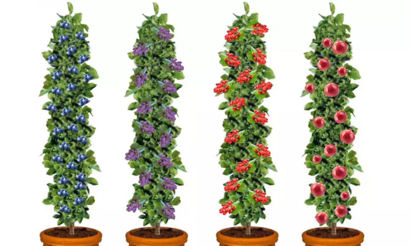 4er- oder 8er-Set OH2 Fruchtpflanzen „Power Foods“