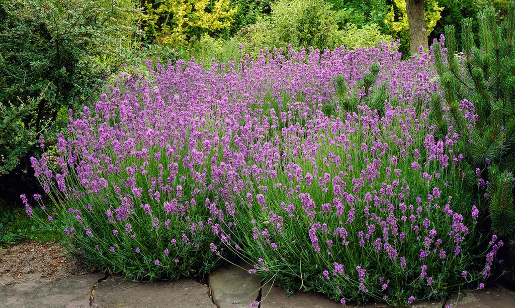 3er oder 6er set XL Lavendel Pflanzen