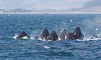 Book Now & Save 10% on Monterey Bay Whale Watching Tours