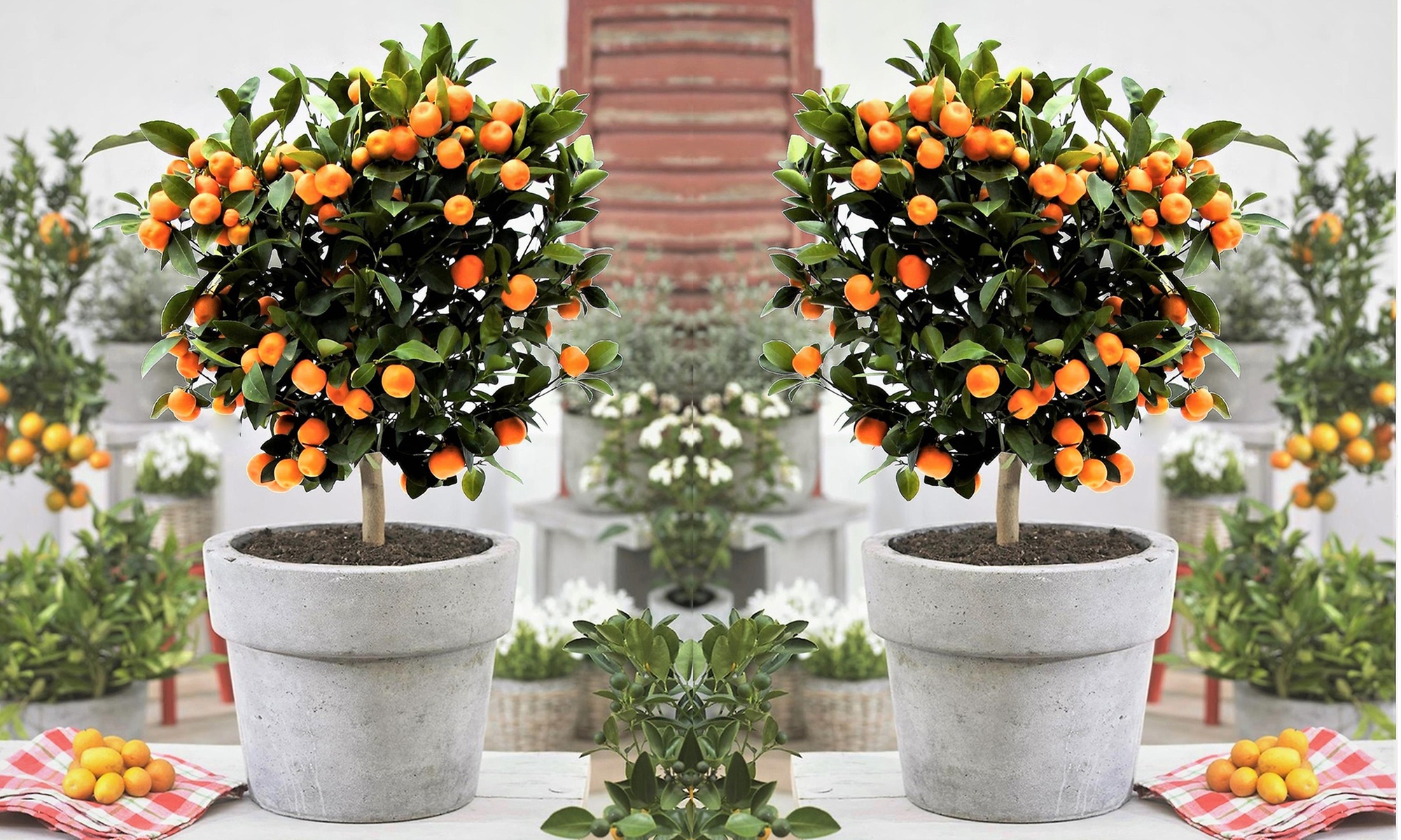 Zitrusbaum (Citrus Calamondin)