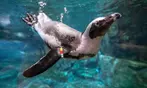 Georgia Aquarium General Admission Ticket Deals
