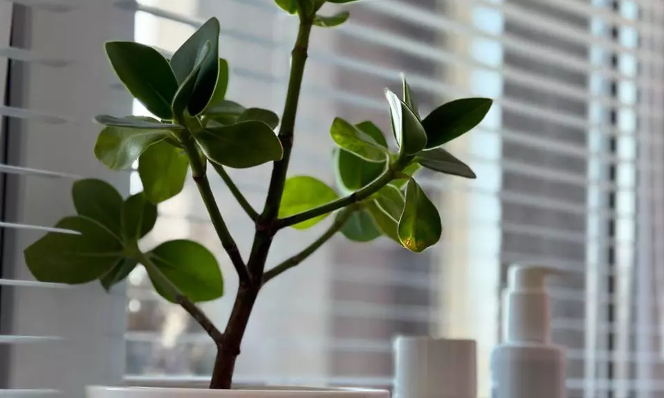 Lipoliza iniekcyjna na wybrane partie ciała