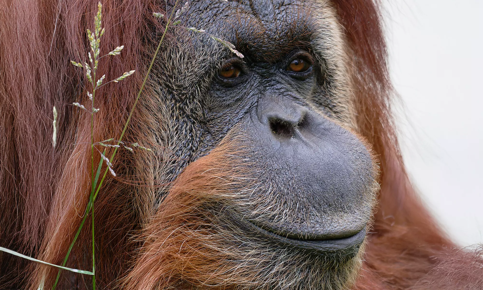Entrée en famille à Touroparc Zoo : zoo et attractions
