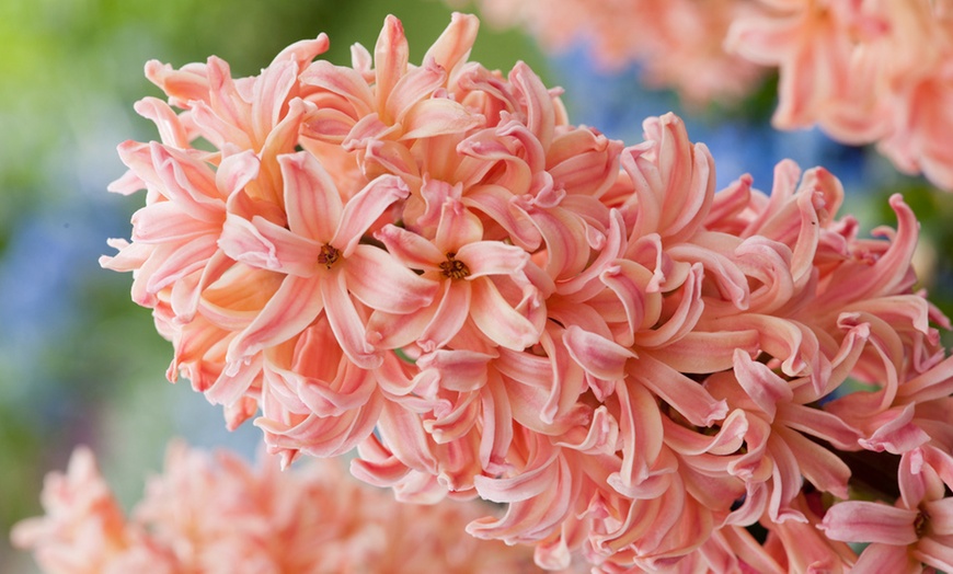 Bis Zu Rabatt X Oder X Hyazinthen Hyacinthus Groupon