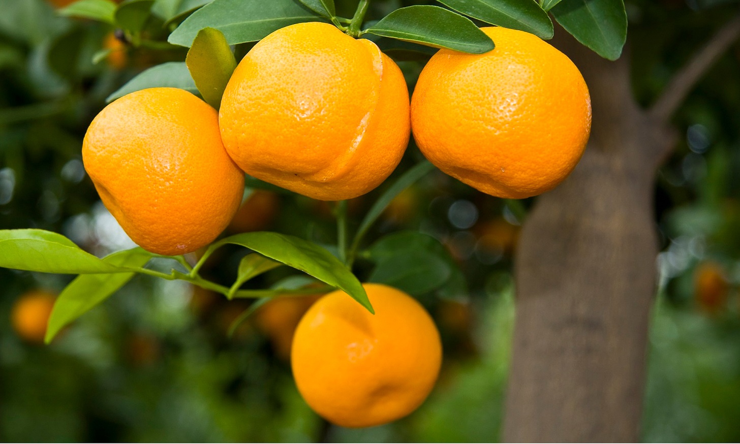 1x oder 2x Zitruspflanze Calamondin