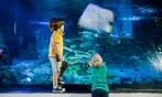 SPECIAL OFFER! SEA LIFE Charlotte Admission