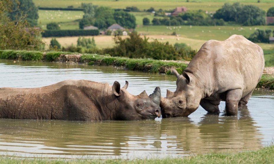 Up to 31% Off on Zoo / Animal Park at The Aspinall Foundation