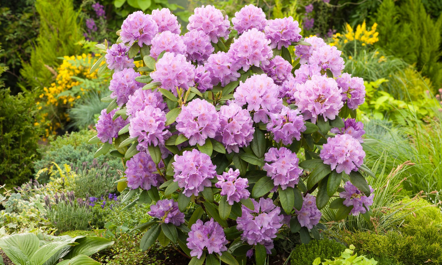 3er-Set Rhododendron