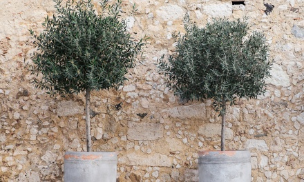 Tot 54 Op 1 Of 2 Winterharde Olea Europaea XL Olijfbomen Groupon