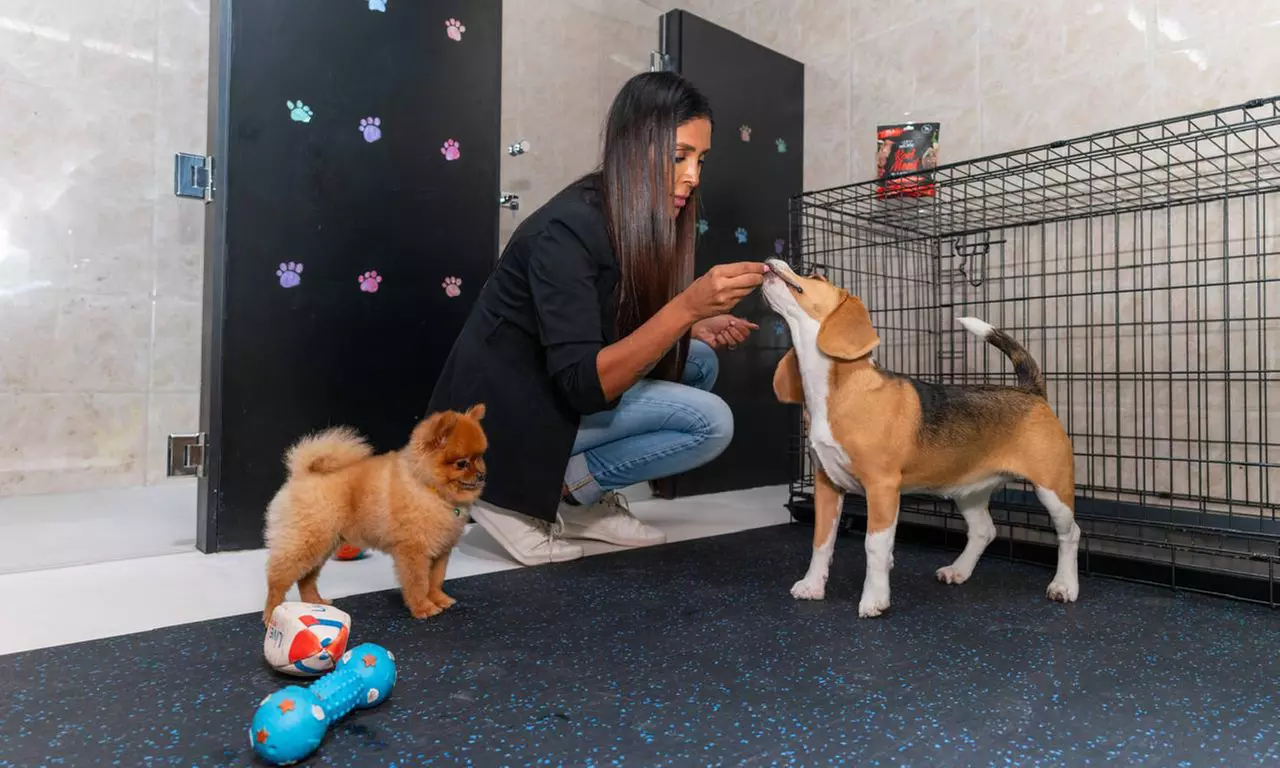 Pamper Cat or Small, Medium, Large or Extra Size Dog Full Pet Grooming