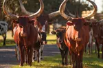 Drive-Thru Safari Deals & Discounts with BBQ Lunch