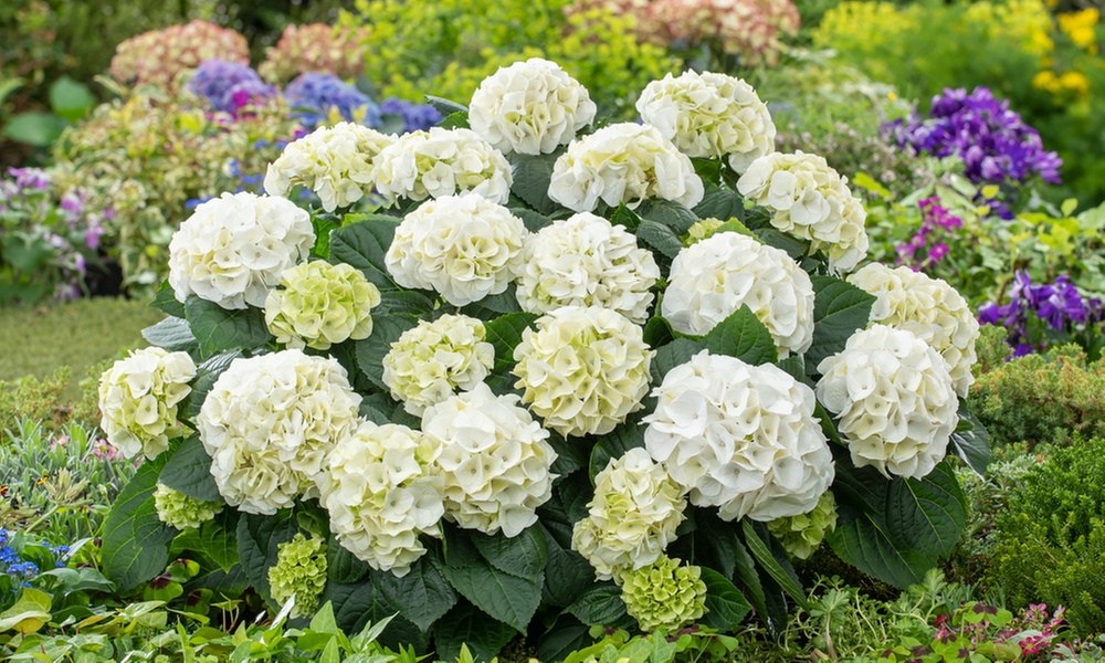 Set di 3 o 6 piantine di Ortensia Macrophylla