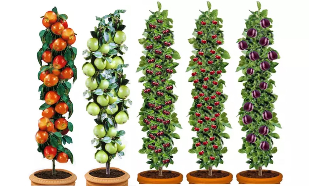 3 o 5 alberi da frutta XXL