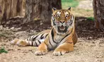 Entrées adulte et enfant au choix au Zoo Refuge La Tanière