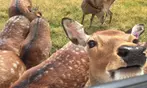 Drive-Thru Wildlife Safari Discount Tickets & Deals – Winston, Oregon