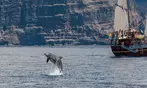 Dolphin Sightseeing Adventure Cruise
