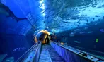 Aquarium of the Bay Ticket Deals & Discounts